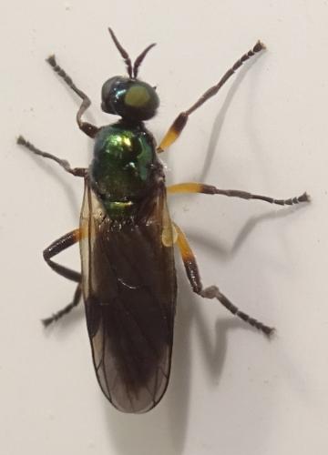 Actina chalybea